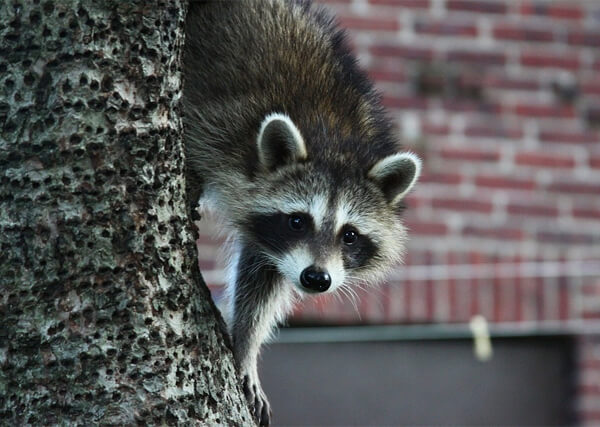 RACCOON REMOVAL