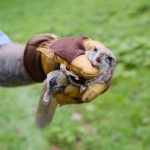 Unwanted House Guests: Squirrels Wreaking Havoc in Homes Across N.H.